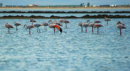 129. Margherita di Savoia - Le Saline